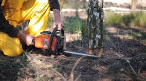 How Our Tree Care Process Works  in Bellaire, TX